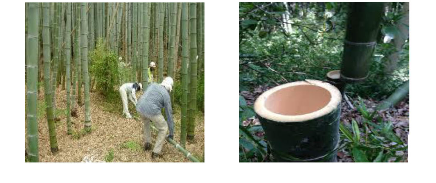 竹やぶの伐採